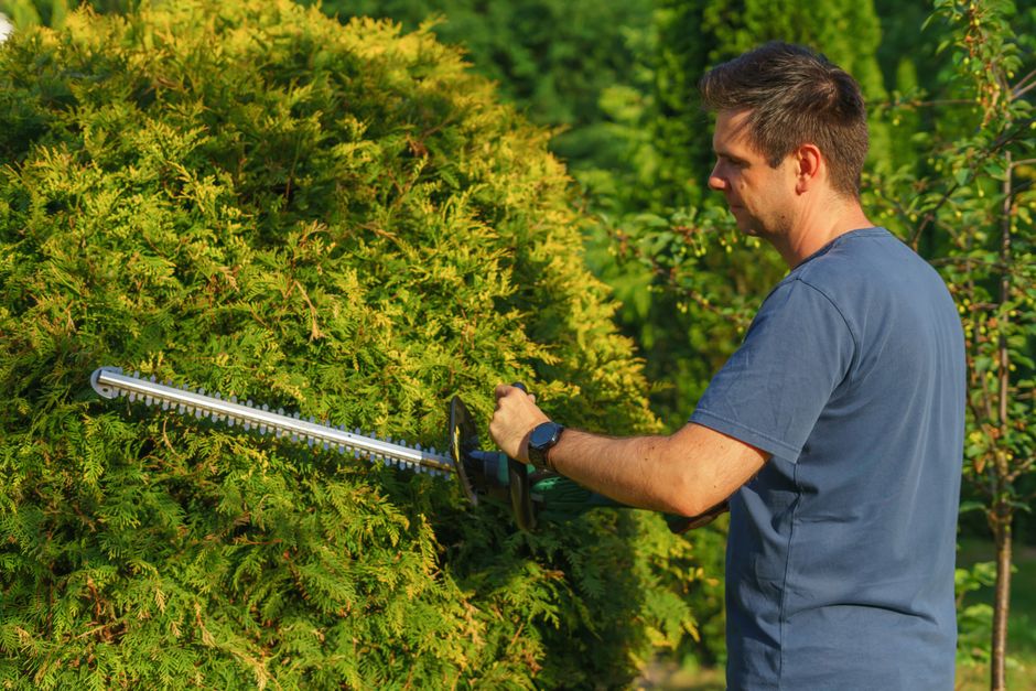 Jardinier paysagiste taillant une haie dans un jardin